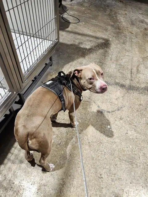 Champ - American Staffordshire Terrier