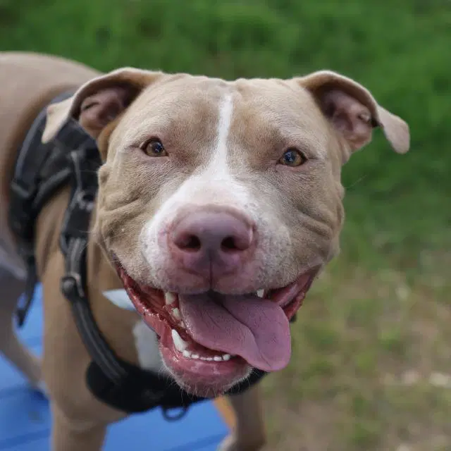 Champ - American Staffordshire Terrier