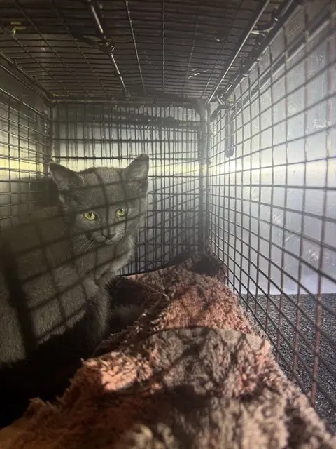 Bueller - Domestic Short Hair