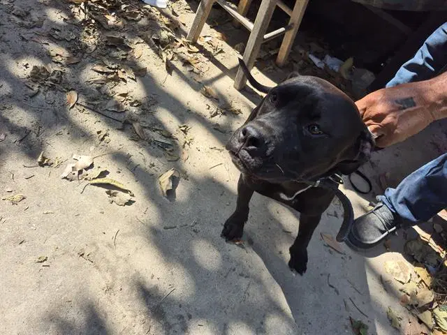 Prieta - American Staffordshire Terrier