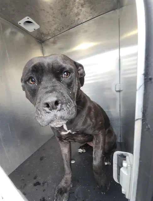 Prieta - American Staffordshire Terrier