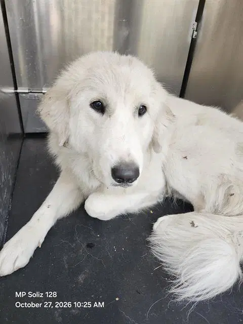 Sally - Great Pyrenees