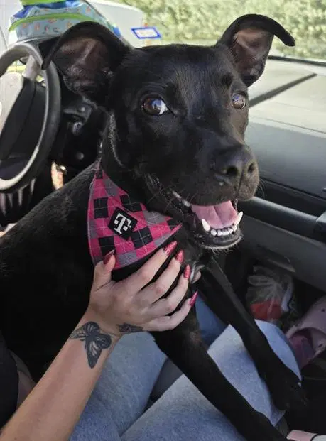 Mochi - Terrier