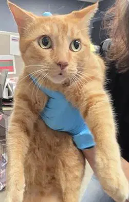 Blondie - Domestic Short Hair