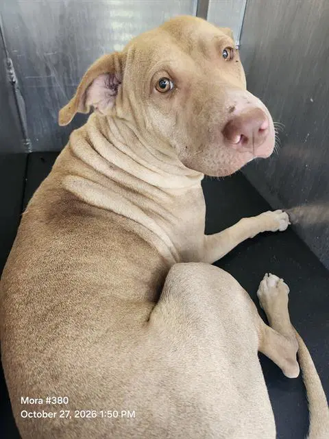 Unknow - American Staffordshire Terrier