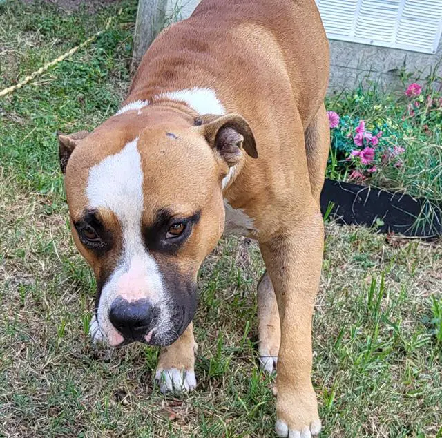 Iroh - Boxer