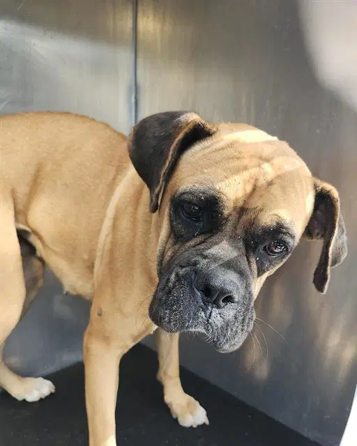 Bambi - Boxer