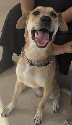 Eddie - Hound