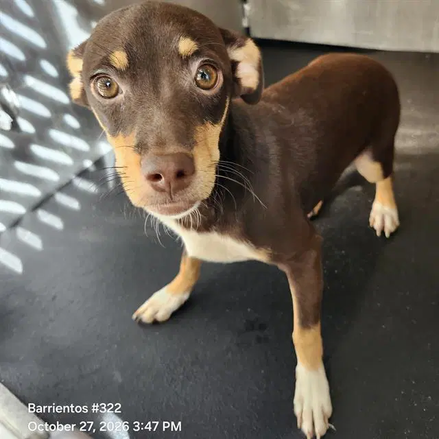 Brownie - Dachshund