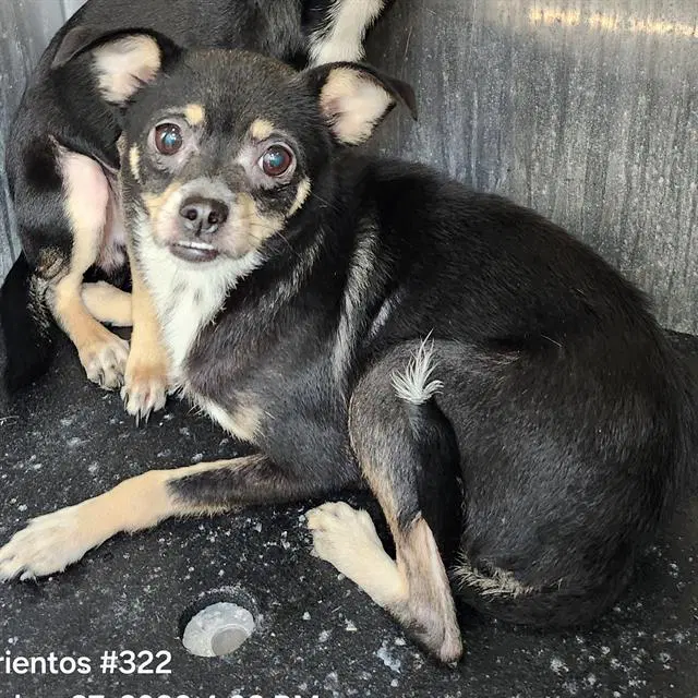Shorty - Chihuahua