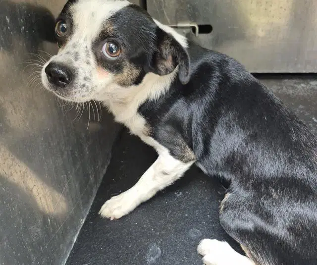 Bobbie - Chihuahua
