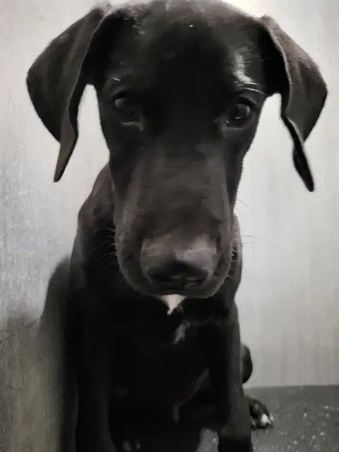 Sunshine - Great Dane