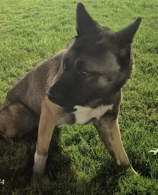 Akita - Akita