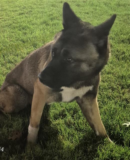 Akita