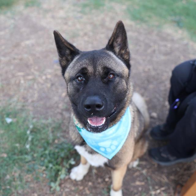 AKITA