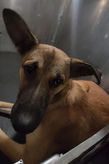 Apollo - German Shepherd Dog