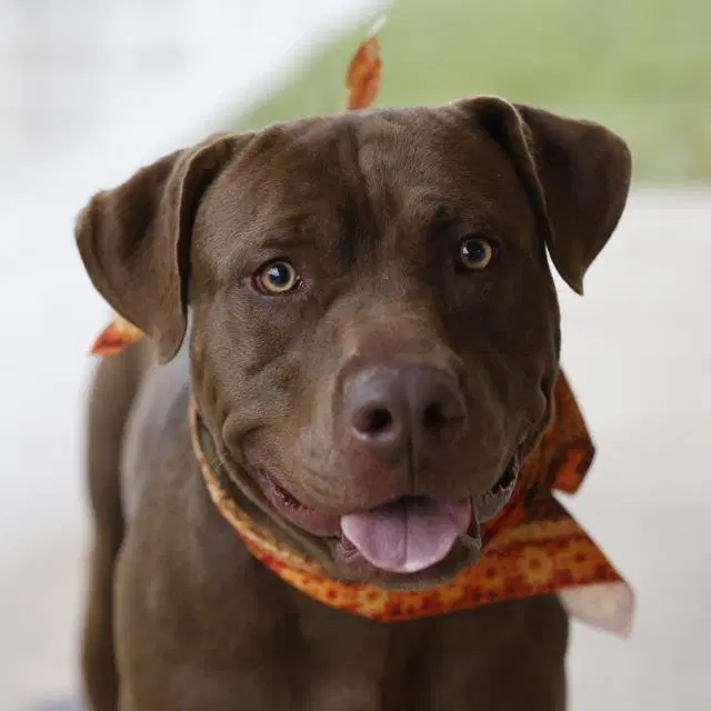 Teddy - American Staffordshire Terrier