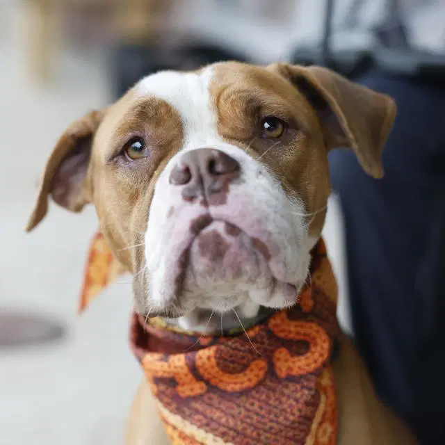 Kiara - American Staffordshire Terrier