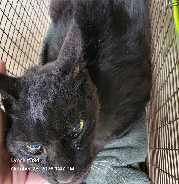 Blade - Domestic Short Hair