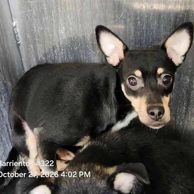Chubby - Chihuahua