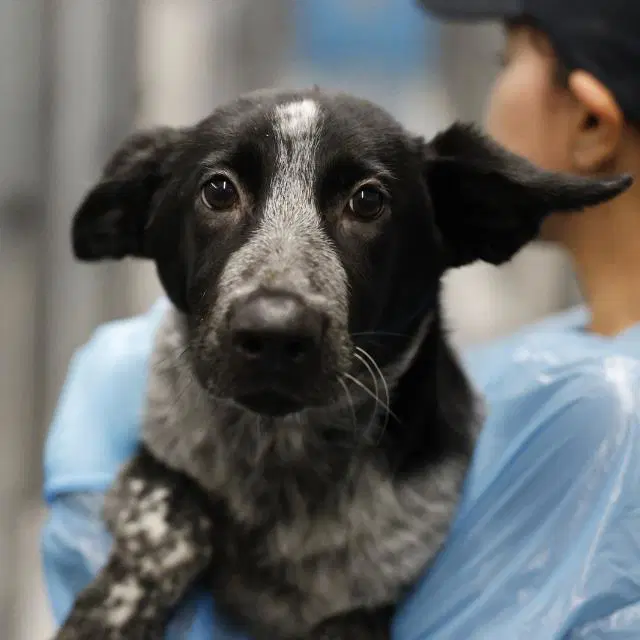 Sarah - Australian Cattle Dog/Blue Heeler