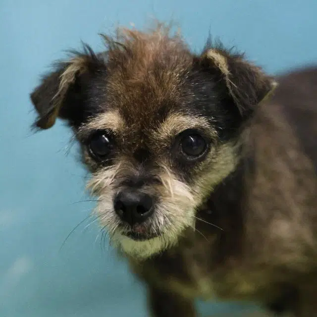 Annabelle - Terrier