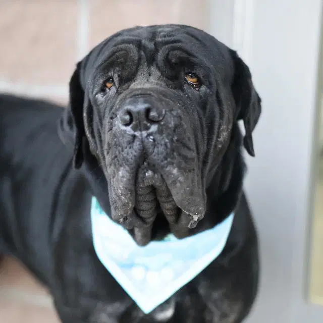 Shuri - Mastiff