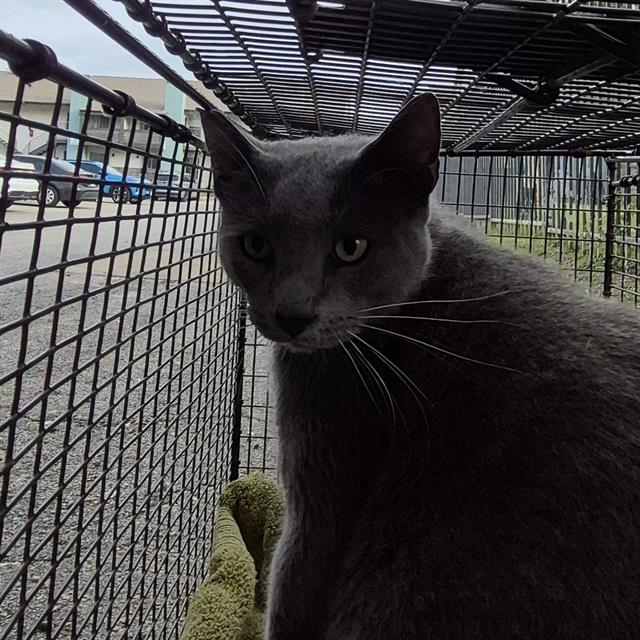 BALOO