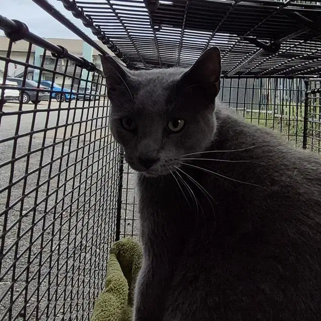 Baloo - Domestic Short Hair
