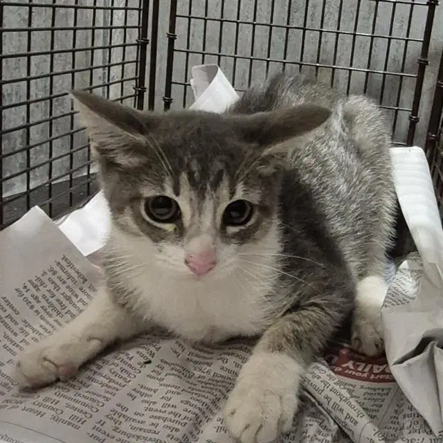 Feline Dion - Domestic Short Hair