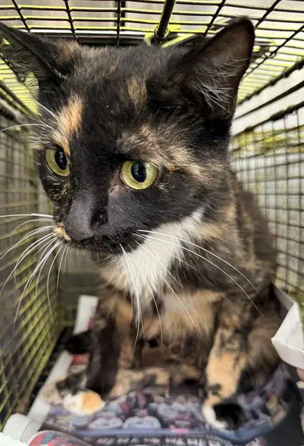 Tina - Domestic Short Hair