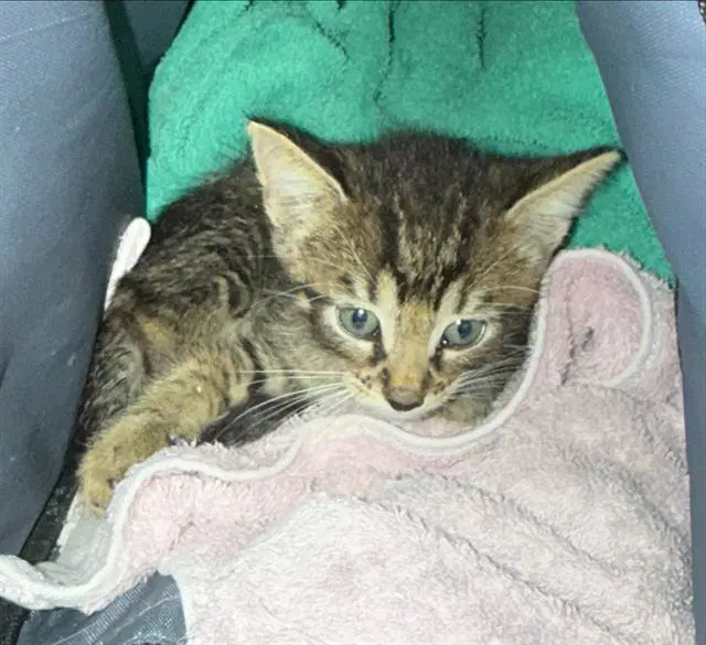 Roller - Domestic Short Hair