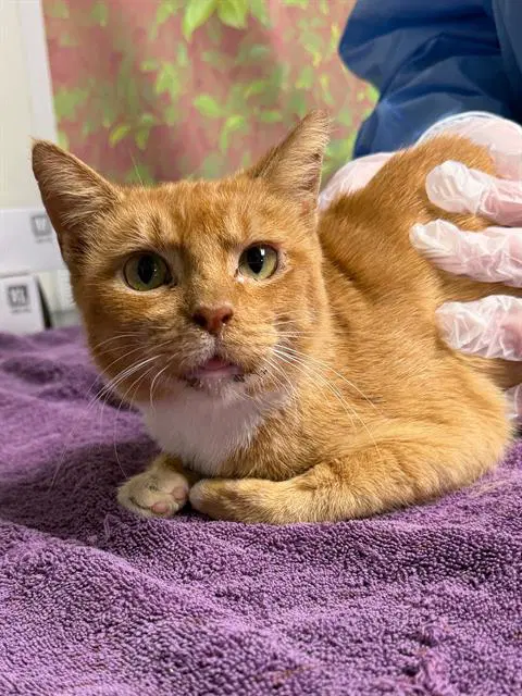 Stellaluna - Domestic Short Hair