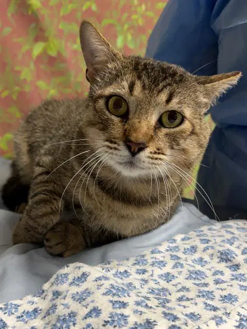 Rocko - Domestic Short Hair