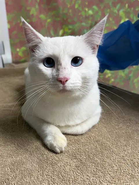Stuart Little - Domestic Short Hair