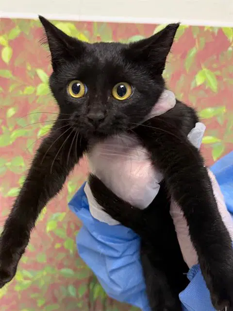 Terk - Domestic Short Hair