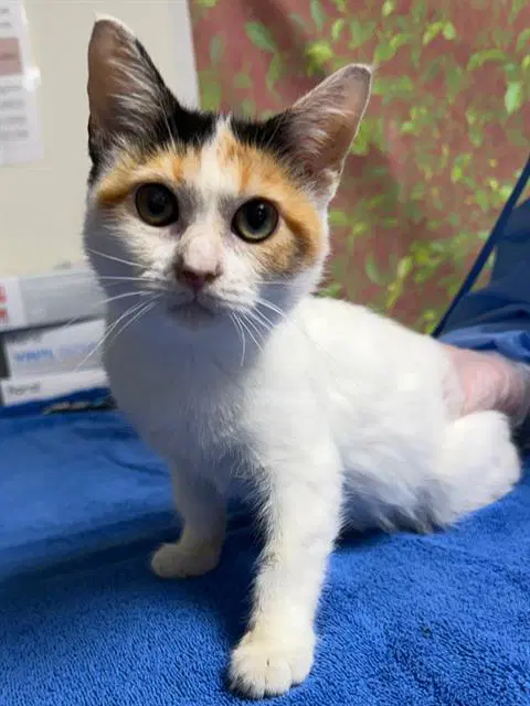 Grumpy Cat - Domestic Short Hair