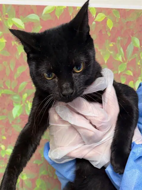 Cowboy - Domestic Short Hair