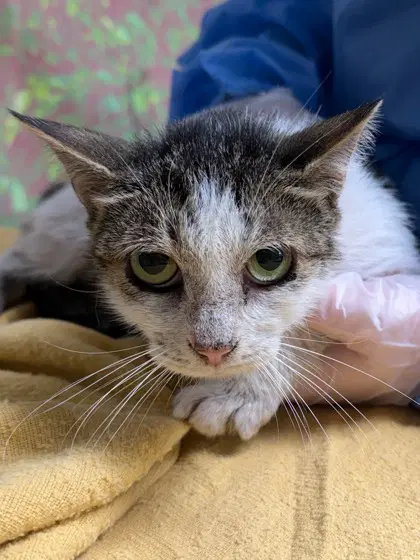 Beegee - Domestic Short Hair