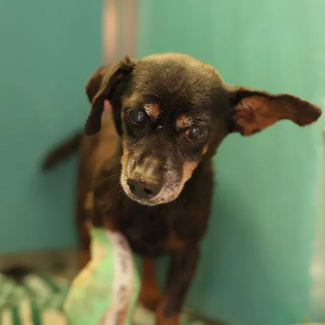 Cruz - Chihuahua