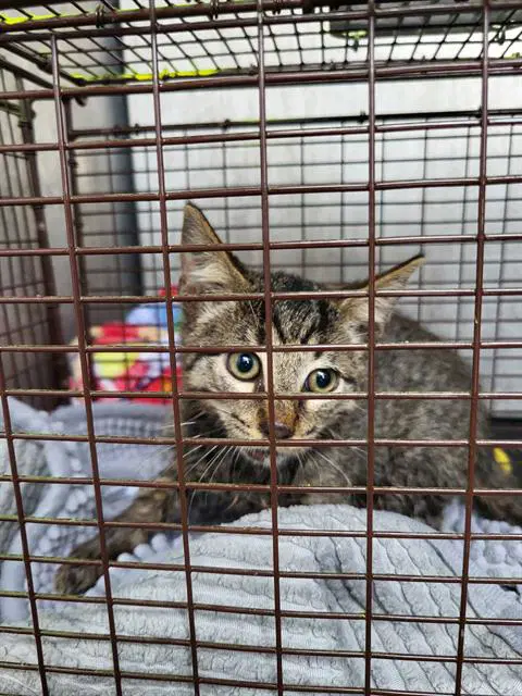 Antony - Domestic Short Hair