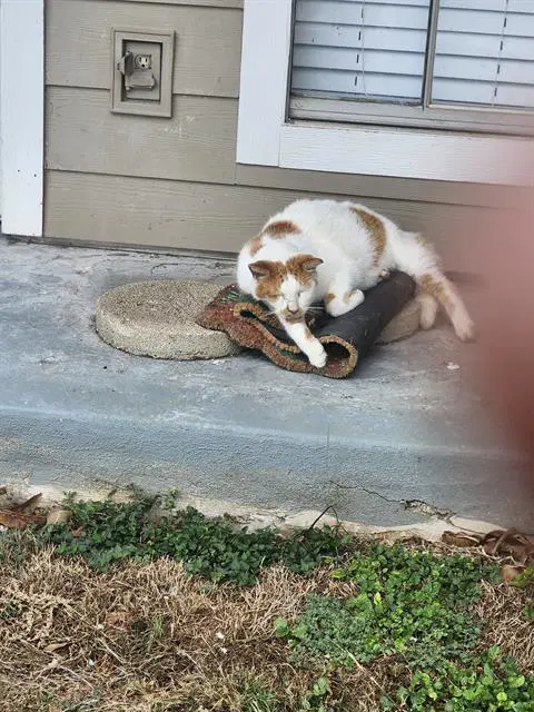 Marshmallow - Domestic Short Hair