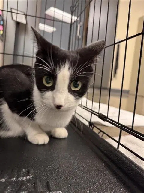 Little Penguin - Domestic Short Hair