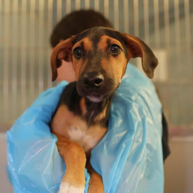 Dexter - Hound