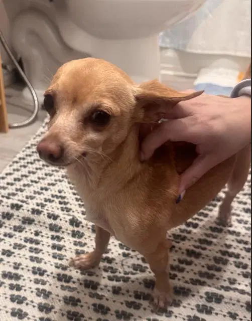 Pablo - Chihuahua