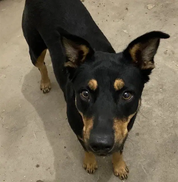 Tulip - Rottweiler