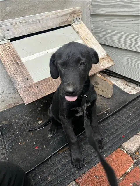 Calvin - Labrador Retriever