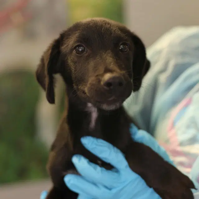Calvin - Labrador Retriever