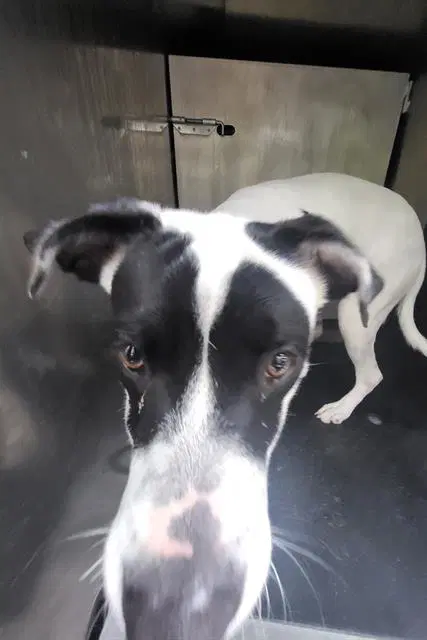 Maverick - American Staffordshire Terrier