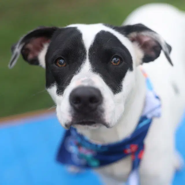 Maverick - American Staffordshire Terrier
